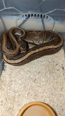 Image 3 of Royal pythons for sale REDUCED REDUCED £50