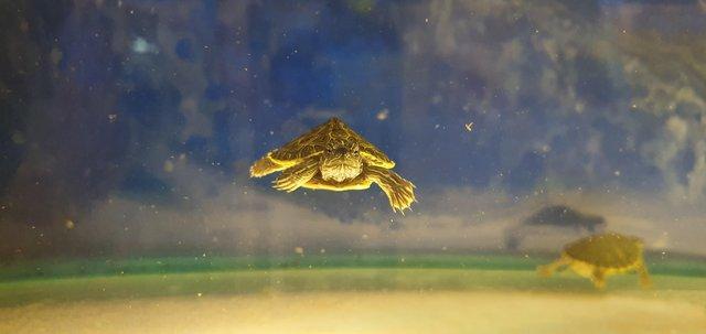 Image 2 of Turtles for Sale at both of our stores