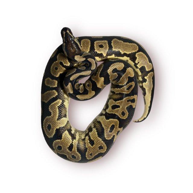 Preview of the first image of CB22 Male Leopard Yellowbelly Possible Het Pied Royal Python.