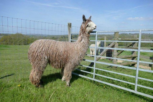 Image 2 of SOLD Alpaca - a stunning, rare rose grey breeding male SOLD