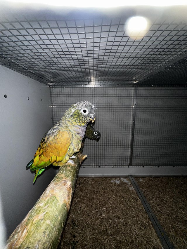 Preview of the first image of Breeding pair of maxi pionus parrots.