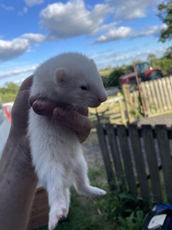Image 2 of Working Ferret kits for sale