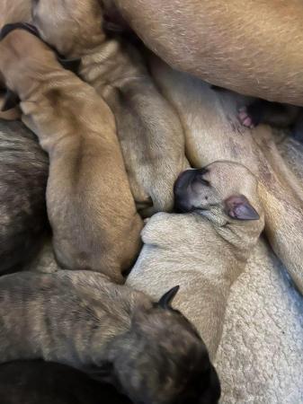 Image 2 of Bullmastiff/Johnson bulldog puppies for sale