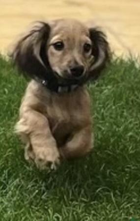 Image 2 of KC registered 9 month longhaired mini dachshund