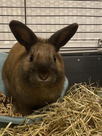 Image 3 of 9 months old male rabbit