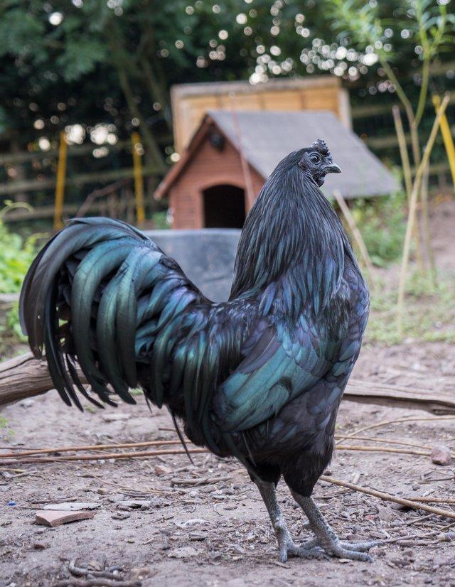 Preview of the first image of Sumatran jungle fowl rooster & crossed hen.
