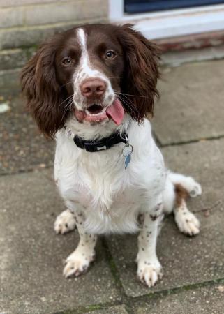 Image 5 of 5 year old springer spaniel male