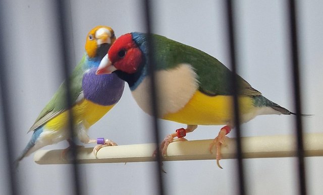 Image 4 of pairs of gouldian finches available