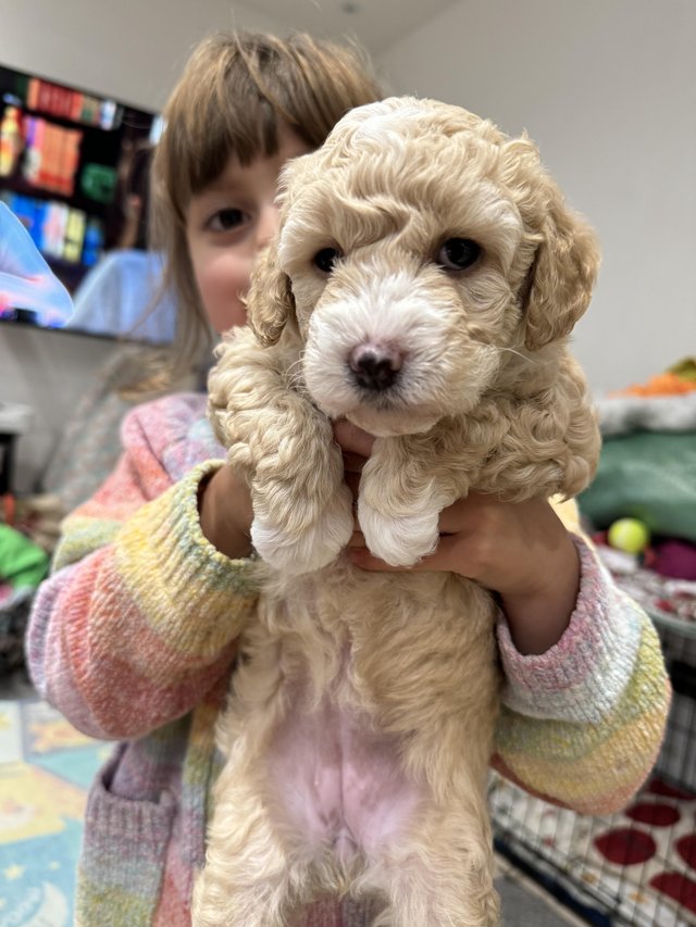 Preview of the first image of Maltipoo puppies, boy and girl.