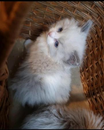 Image 4 of Pure ragdoll kittens for sale