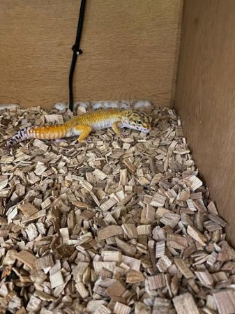 Image 2 of Leopard gecko, very pretty and  friendly