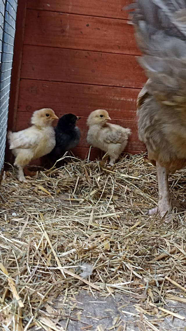 Preview of the first image of 4 Yellow and Black Chicks.