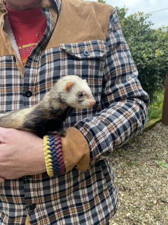 Image 5 of Very friendly and inquisitive ferret and cage