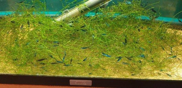 Image 1 of Tropical Fish and Shrimp for sale
