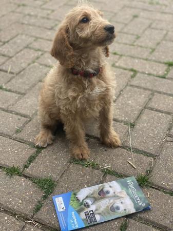 Image 20 of F2 miniature Labradoodles looking for homes