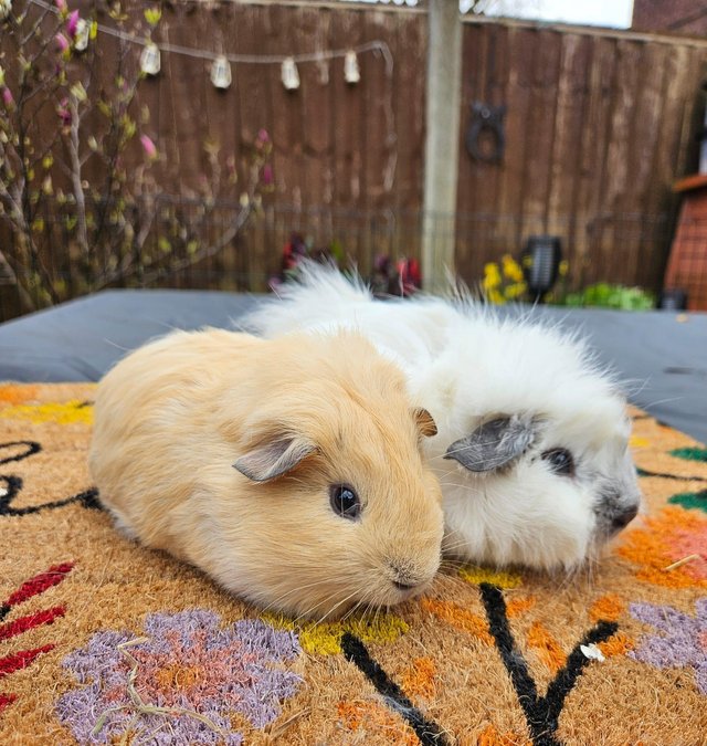 Preview of the first image of 2 pairs of 12 week old bonded pair of male guinea pigs.