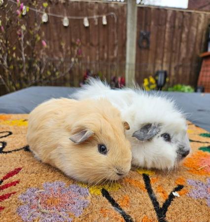 Image 1 of 2 pairs of 12 week old bonded pair of male guinea pigs
