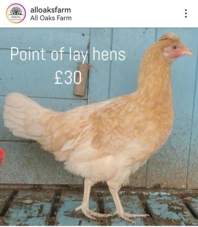 Image 3 of Point of Lay hens available now.