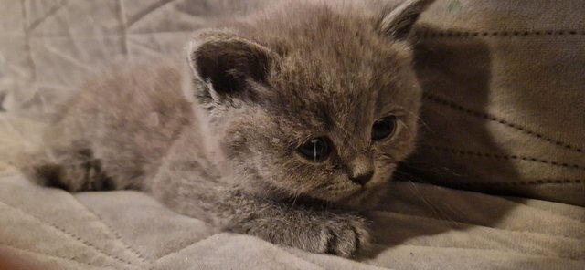Preview of the first image of 8 week old Beautiful Blue BSH.