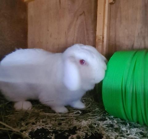 Image 3 of 2 year old red eyed white mini lop buck