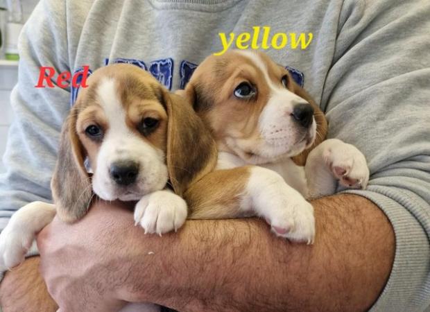 Image 9 of Adorable beagle puppy - ready for a new home