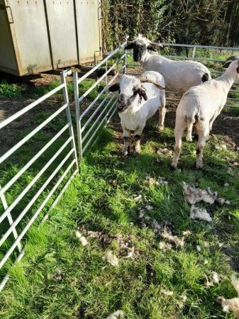 Image 8 of Pedigree blacknose Valais breeding ewes a family of 4