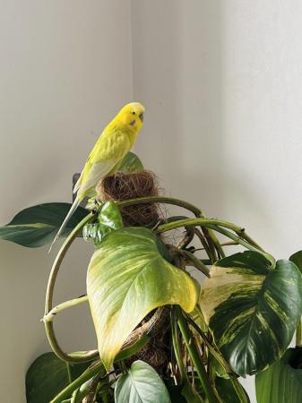 Image 1 of Male female budgies for sale