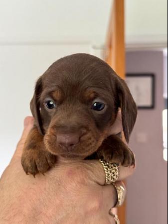 Image 1 of Miniature Dachshund Puppies