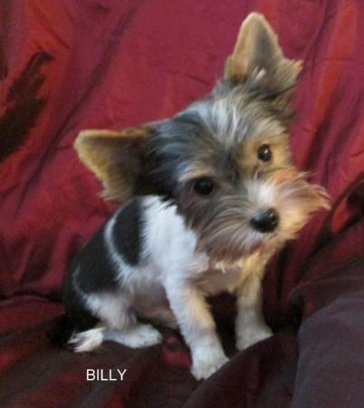 Image 1 of Biewer Yorkshire Terrier Puppies for sale