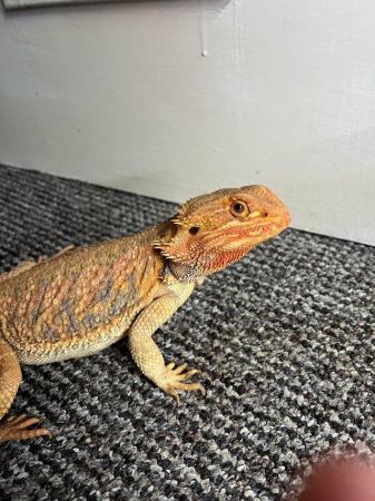 Image 6 of Bearded Dragon Adult translucent