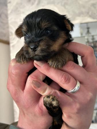 Image 4 of Beautiful Yorkshire Terrier Puppies