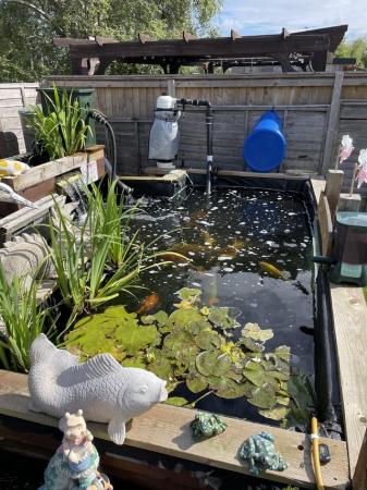 Image 2 of Rehoming your pond fish