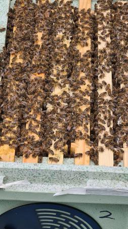 Image 5 of National and Langstroth Bee nucs for sale reserve your nucs