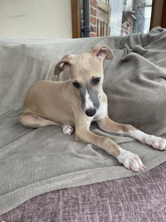 Image 12 of Beautiful whippet puppies