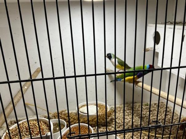 Image 3 of Gouldian finch breeding pairs, normals various. Olours