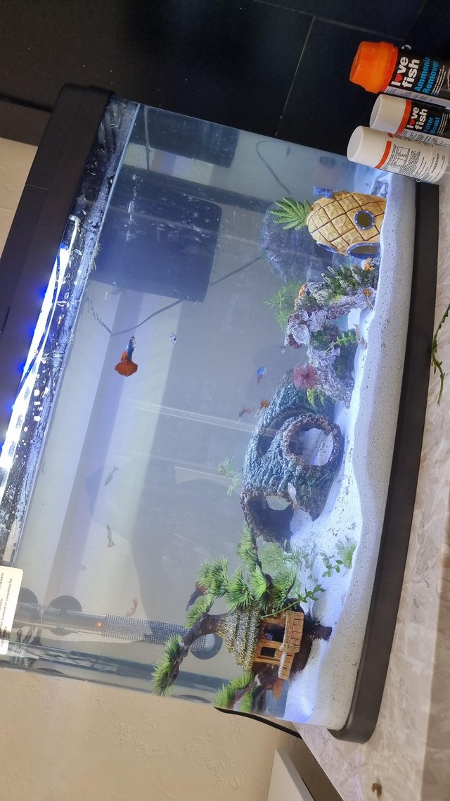 Preview of the first image of 65 Litre Tropical Fish Tank with Fish included.