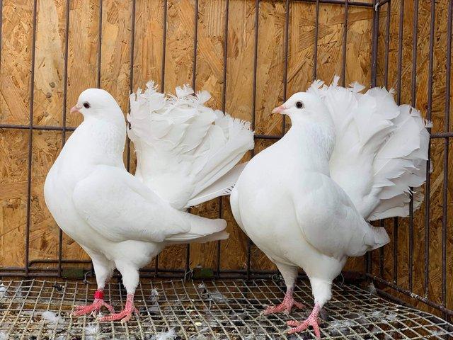 Preview of the first image of Pure white english garden fantail doves.