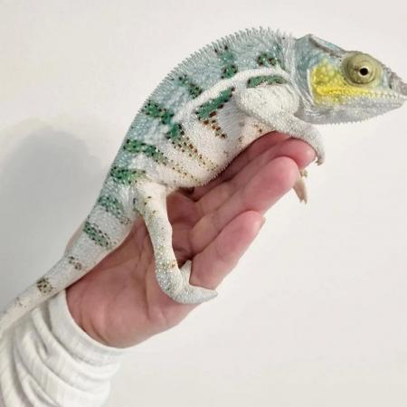 Image 9 of Boraha panther chameleon for sale