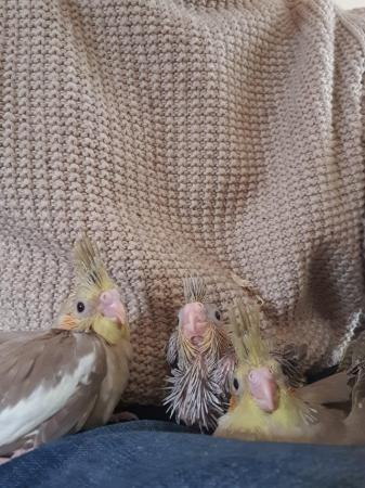 Image 10 of Tame cinnamon cockatiel chicks