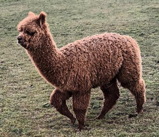 Image 4 of Yearling Alpaca pet males for sale ready to leave