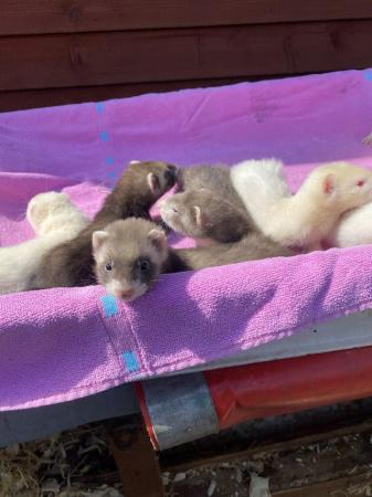 Image 3 of Baby ferrets albino and polecats