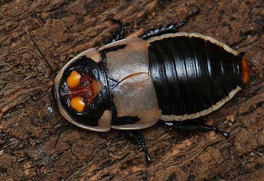 Image 5 of Headlight Cockroach (pack of 5)