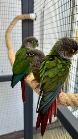 Image 6 of Hand reared conures Various different mutations