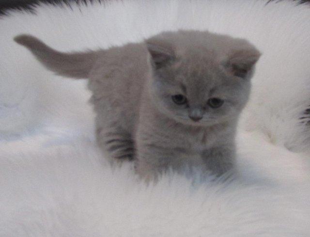 Preview of the first image of GCCF CHAMPION SIRED BRITISH SHORTHAIR KITTENS.