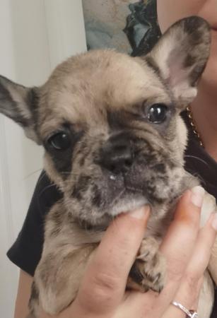 Image 6 of reduced qualityKc registered french bull dog puppies