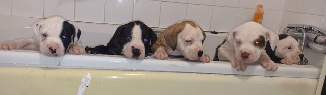 Image 7 of For sale 2 male pups looking for new home