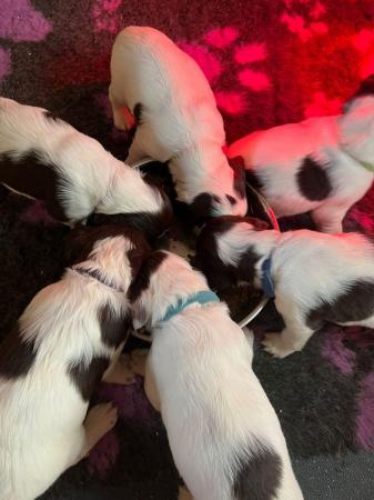 Image 5 of FTCh Sired working English Springer Spaniel puppies