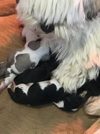 Image 5 of Bichon frise x shih tzu puppies 8 weeks old