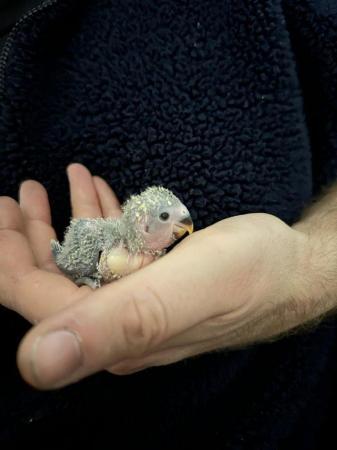 Image 4 of Hand Reared Baby Blue Peach Face Lovebirds
