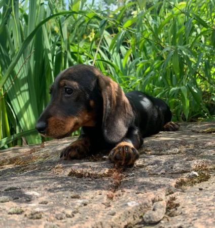 Image 6 of Ready now wire haired dachshund